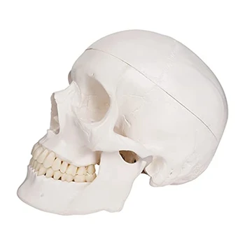 ПОПУЛЯРНАЯ модель черепа человека, анатомия в натуральную величину, Анатомическая модель для взрослых Со съемным черепом и сочлененной нижней челюстью